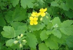 celandine for warts
