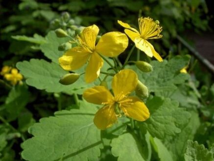 celandine herb flowers for warts